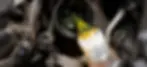 OIL POURING IMAGE.webp