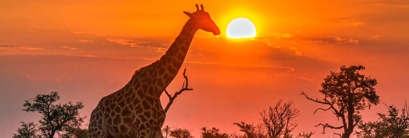 South Africa_Giraffe_lr.jpg