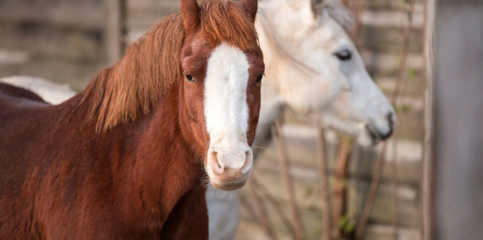 Ponyreiten / Urlaub auf dem Land/ Bauernhof/ Streichelzoo / Tiere / Ländlich / Ruhe / Charmant/ Familien Freundlich/ Idyllisch / Landhotel