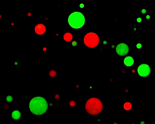 Droplets (Red and Green).tif