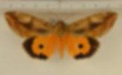 Eudocima apta mâle
