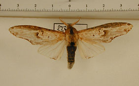 Lirimiris mirabilis mâle