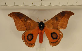 Automeris hamata mâle