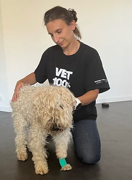Séance d'ostéopathie chien