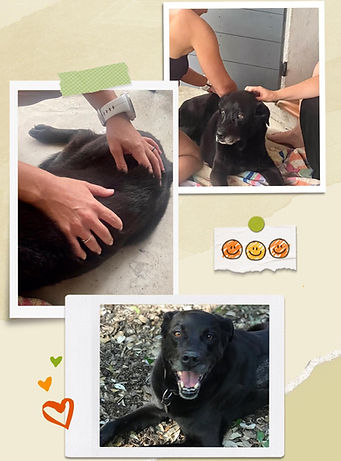 Séance d'ostéopathie chien