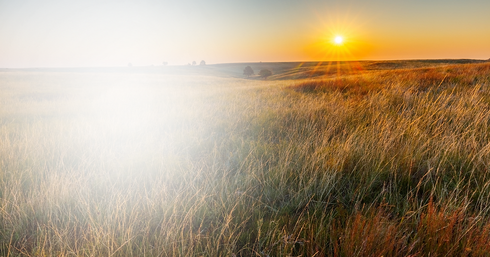 field background.png