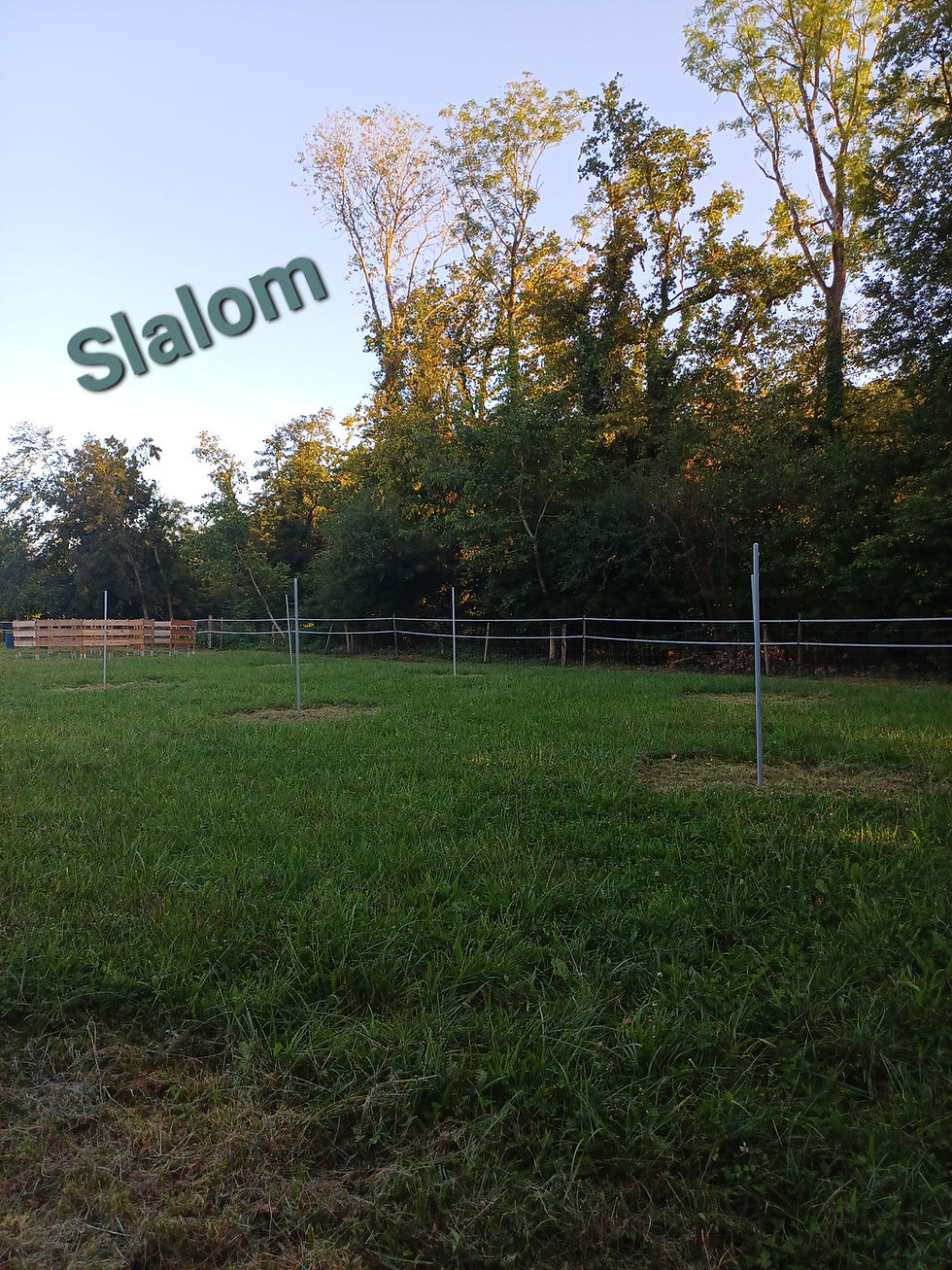 Slalom