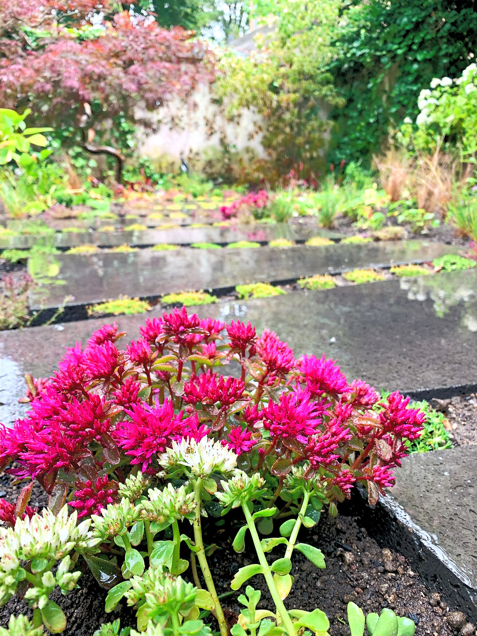 Garten als Lebensraum – Struktur, Nachhaltigkeit & Pflege