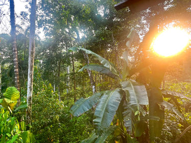 The jungle sunrise