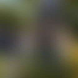 Die Zukunft liegt in der Sonne: Warum Solarenergie unverzichtbar ist