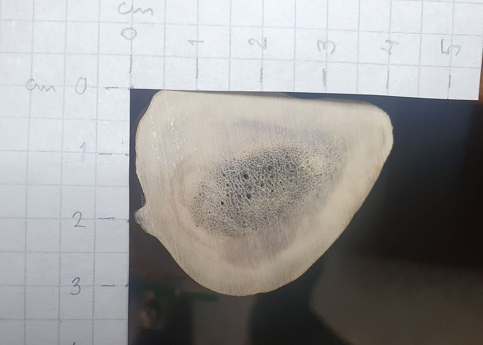 Miniatyrbild: Horn rosenkrans, ren.