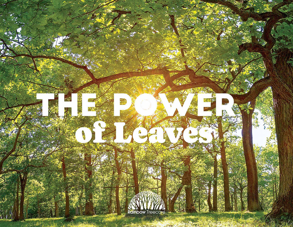 RTC Leaf Behind mag 2024-1.jpg