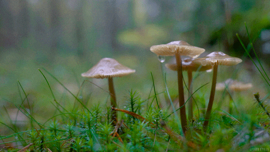 Photography Rain GIF by Living Stills.gif