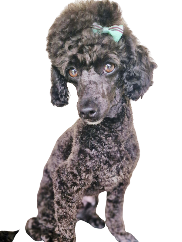 No Background Dog.png