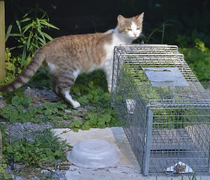 National-Feral-Day-815x480.jpeg