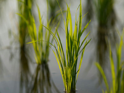 Why the Next Food Crisis May Start With Fertiliser