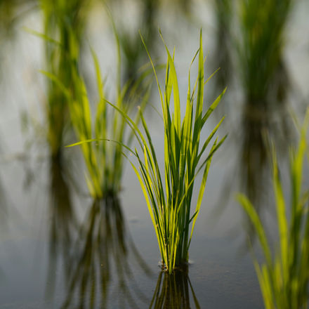 Why the Next Food Crisis May Start With Fertiliser