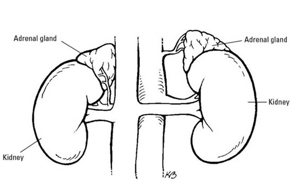 Simplified image of adrenal glands