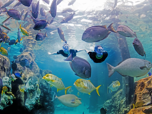 🐠 Discovery Cove Orlando : Tropical Paradise in the Heart of Florida