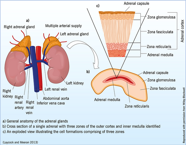 Anatomic image showing adrenal glands