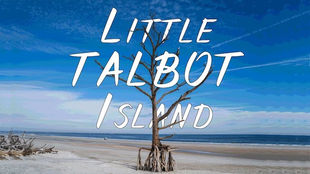 Driftwood Beach | Little Talbot Island | Vlog 16