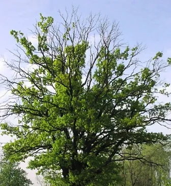 tree with leaves