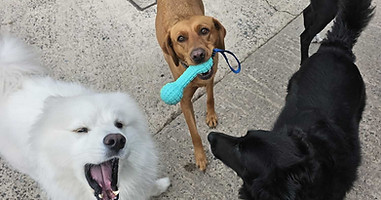 3 dogs playing together