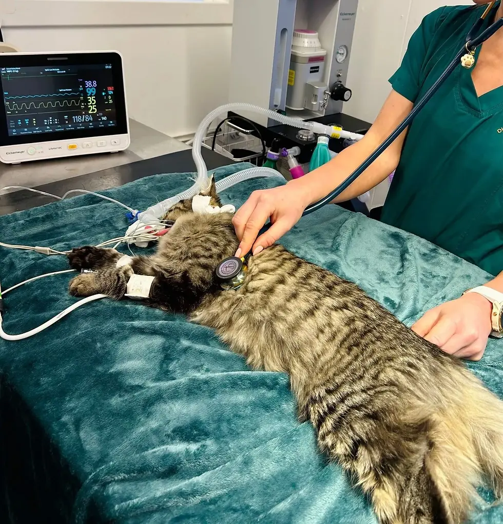 Vet monitoring a tabby cat during a medical procedure.