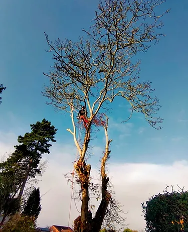 man on top of tree with saw