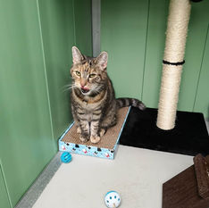 tabby cat in Pet pod