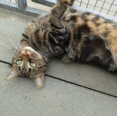 tabby cat rolling over