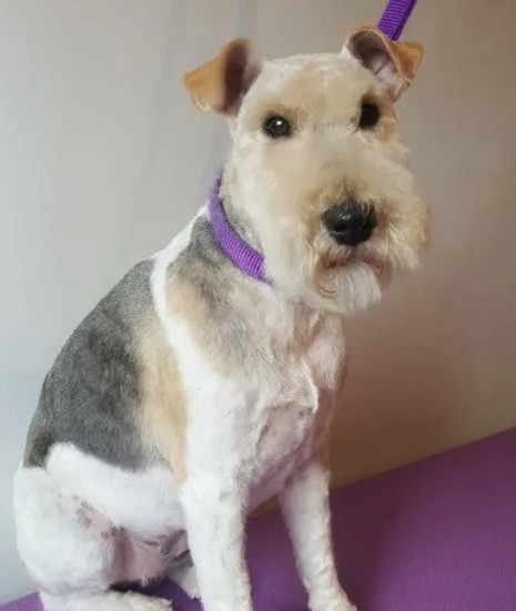 Schnauzer