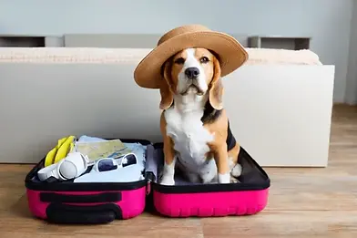 Beagle wearing a sun hat sitting in a pink suitcase.