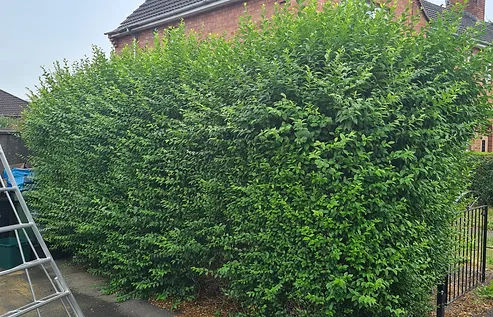 hedge