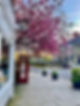 Red telephone box under a blooming cherry blossom tree