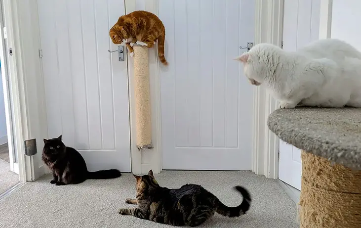 Four indoor cats lounging in a room with cat furniture.