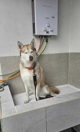Husky sitting for groom