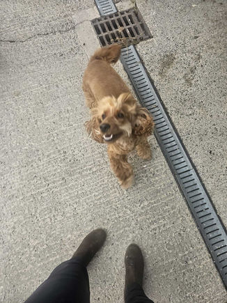 Small dog looking at owner