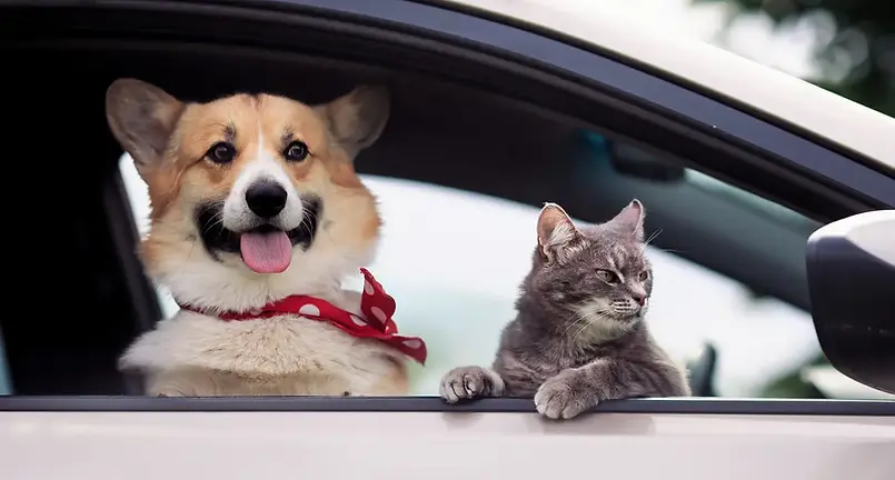Corgi and grey cat looking out of a car window