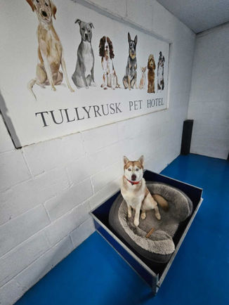 Husky sitting in bed