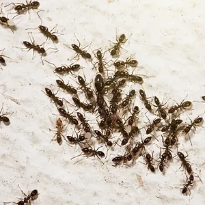Ants surrounding their queen, some carrying eggs and larvae, as they move their colony to
