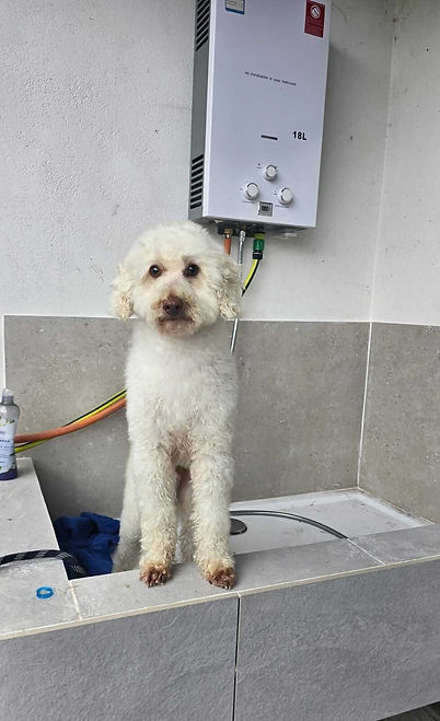 white dog getting groomed