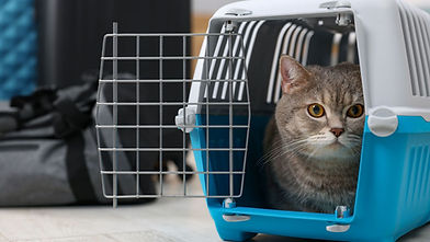 Cat sitting inside a pet carrier next to travel luggage