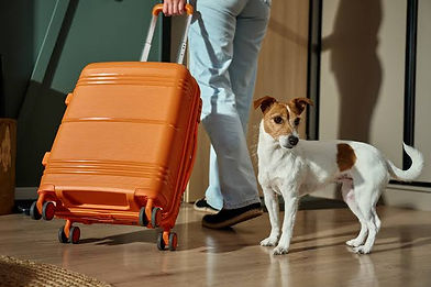 Small dog watching a person leave with an orange suitcase