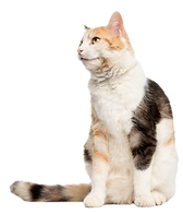 European shorthair sitting, looking up, 