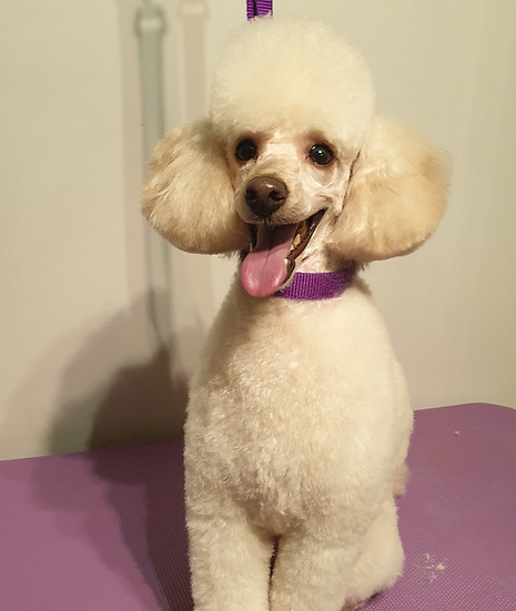 Poodle Dog