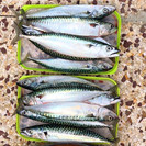 Grilled Mackerel
