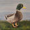Thumbnail: Mallard Duck Original Painting by Nadya Gordon 11x14 inches 