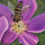Thumbnail: Bee on a Purple Flower Painting on Gallery Wrapped Stretched Canvas 