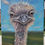 Thumbnail: Ostrich Attitude – Original Ostrich Painting on 8x10x1.5 Gallery Wrapped Canvas 